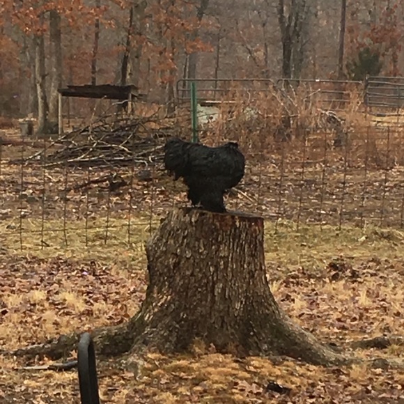 Meet your Posher, Teresa - Picture 1 of 1